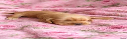 Cocker Spaniel dogs for sale: KC Reg Show Type Cocker Spaniel puppies - Advert 29