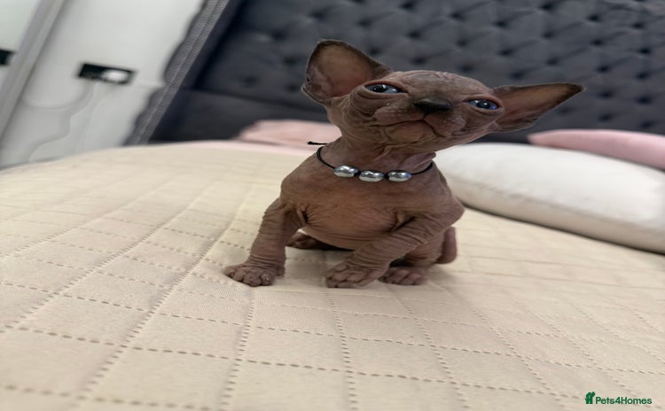 Sphynx cats - Advert 2