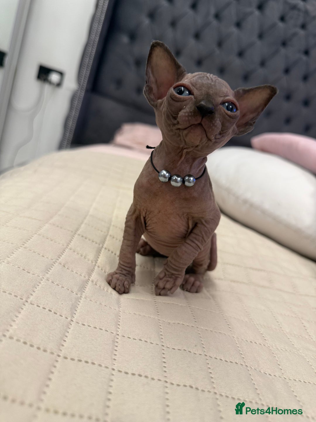 Sphynx cats for sale: TICA Adorable Kittens❤️Parents HCM Clear  - Image 2