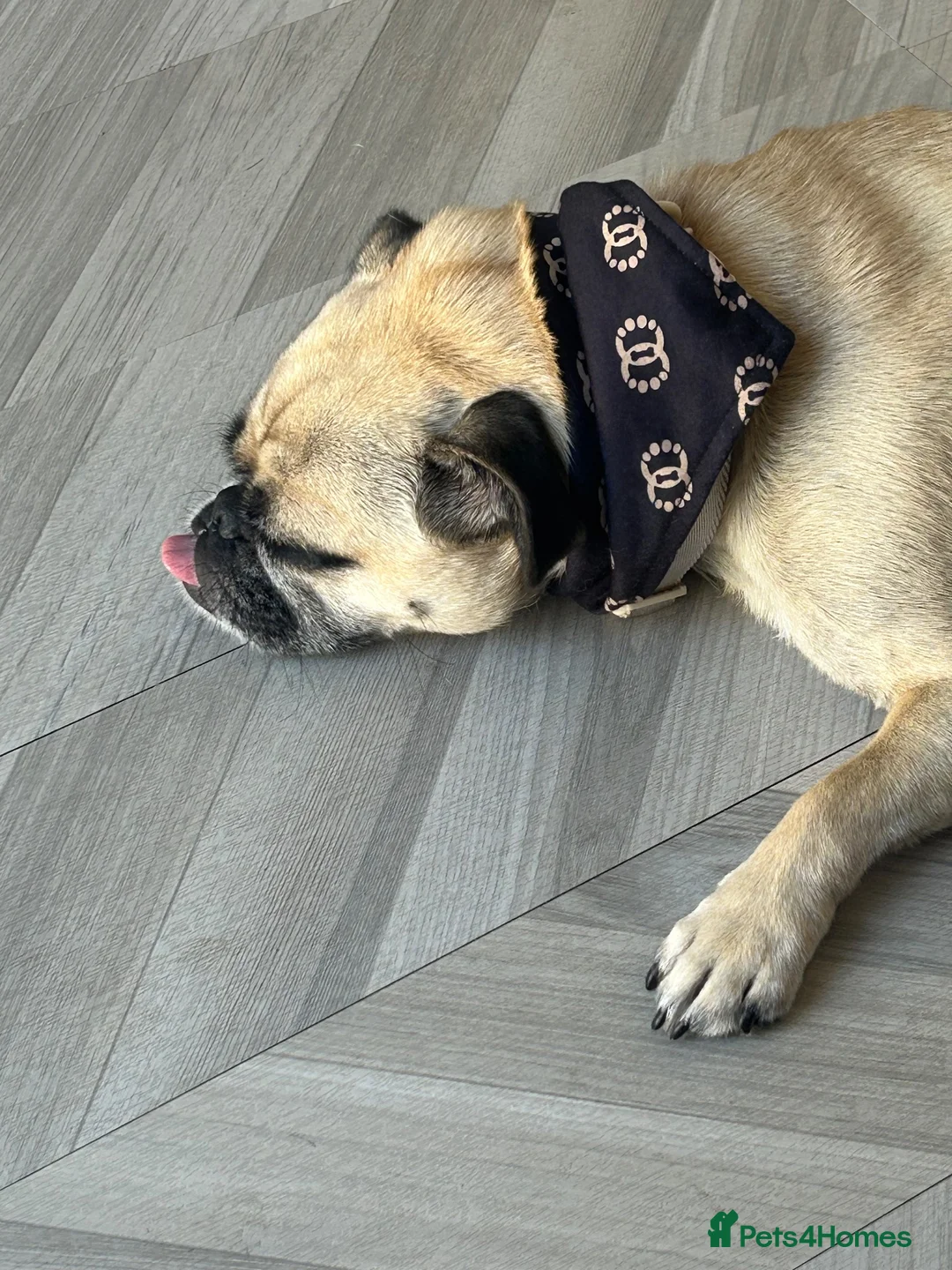 Frug dogs for sale: Loving frug  - Advert 2