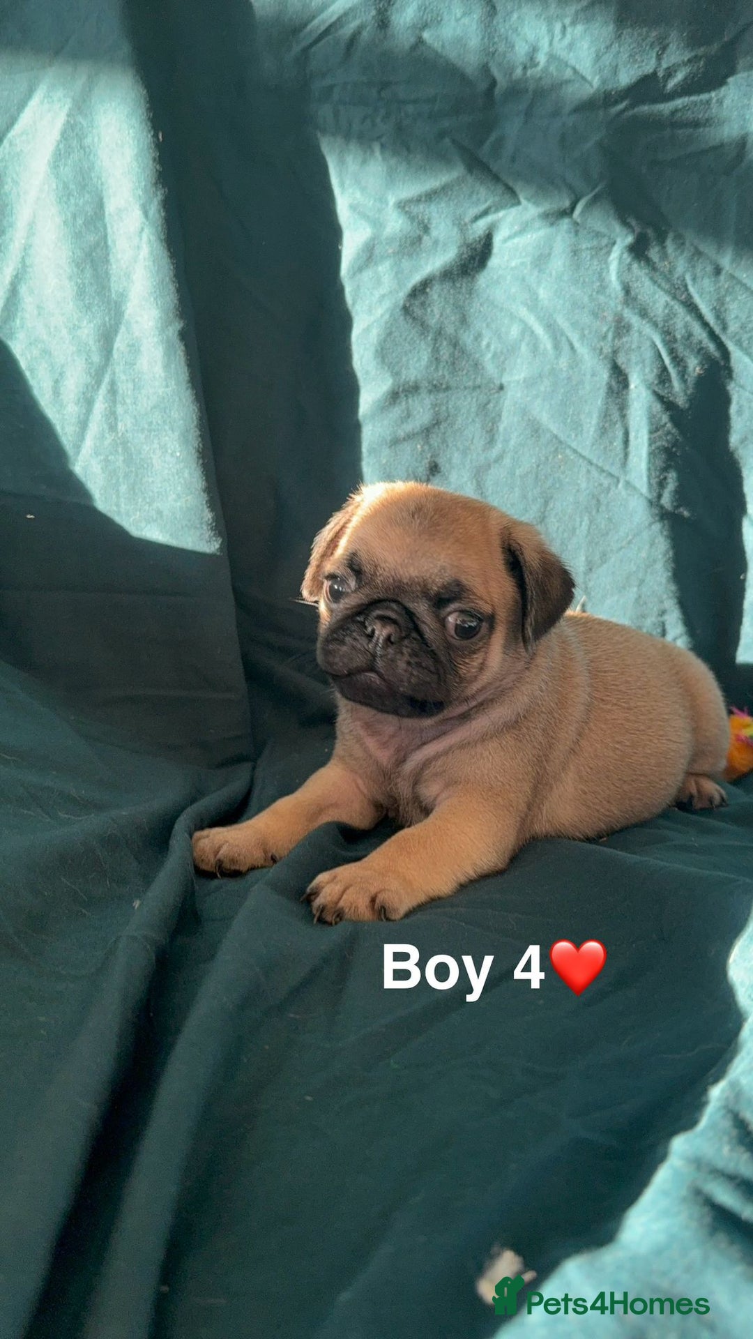 Pug dogs for sale: Stunning Fawn Pug KC Registered Litter - Image 9