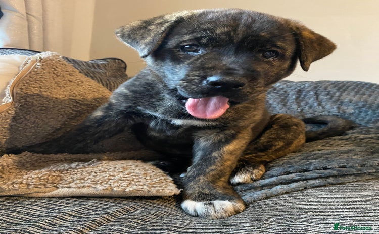 Mixed Breed dogs - Advert 15