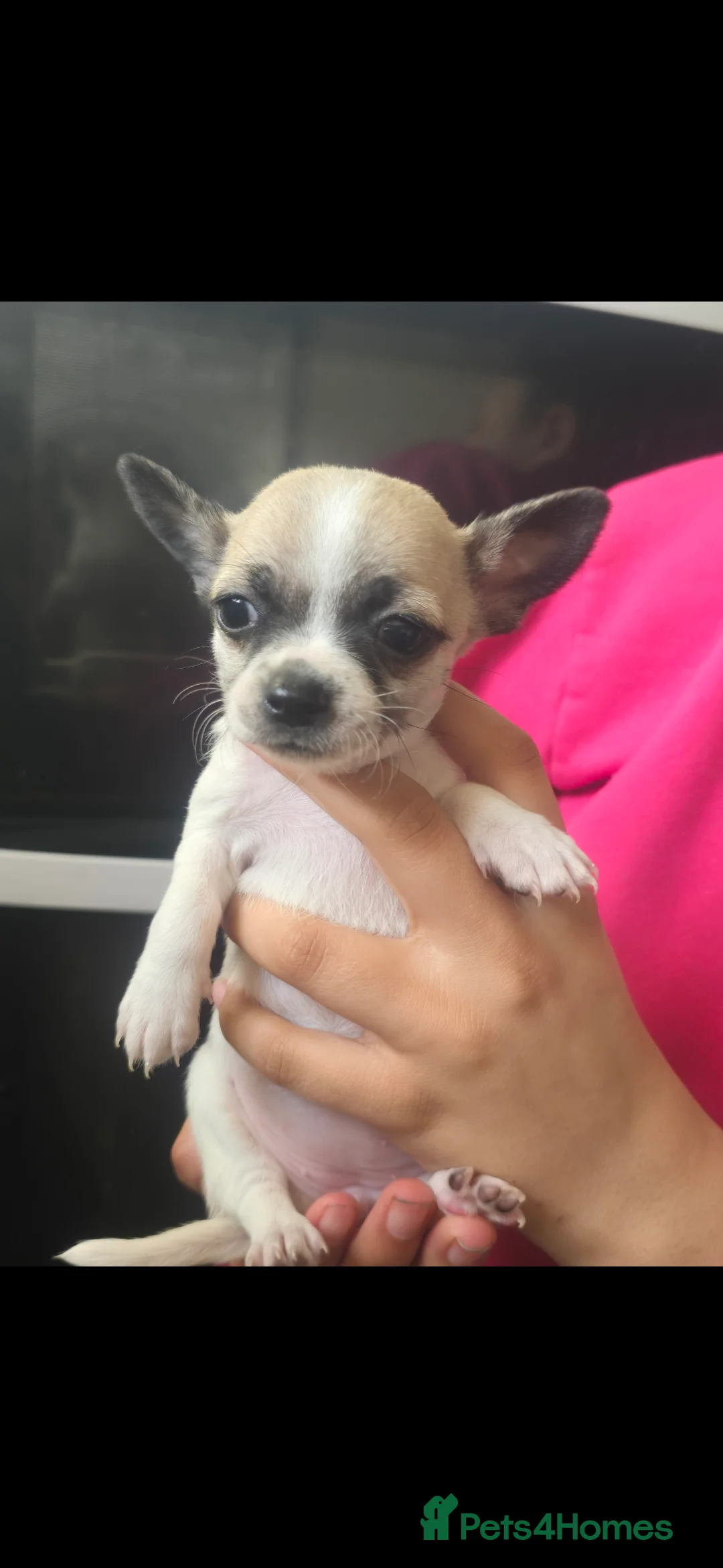 Chihuahua dogs for sale: Chihuahua puppies for sale  - Advert 3