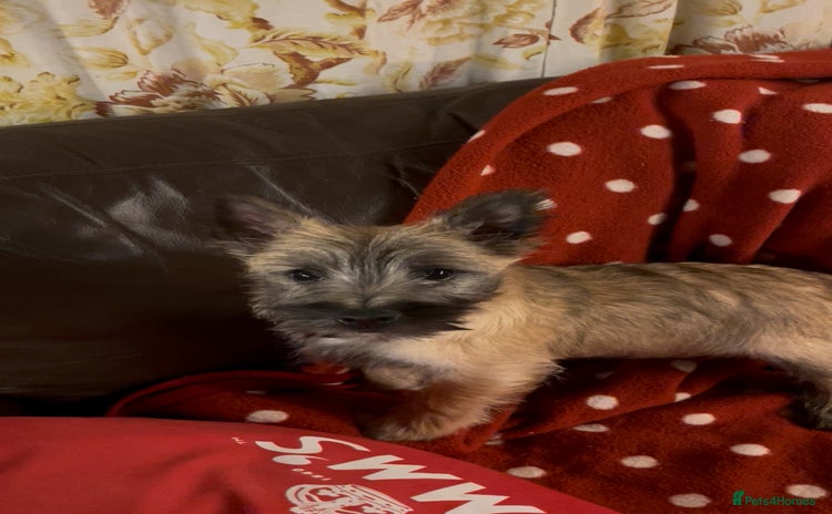 Cairn Terrier dogs - Advert 9