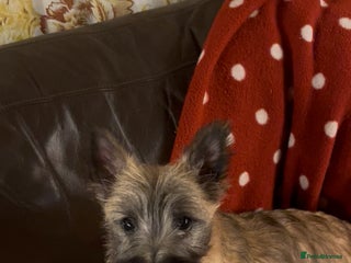 Cairn Terrier dogs - Advert 2