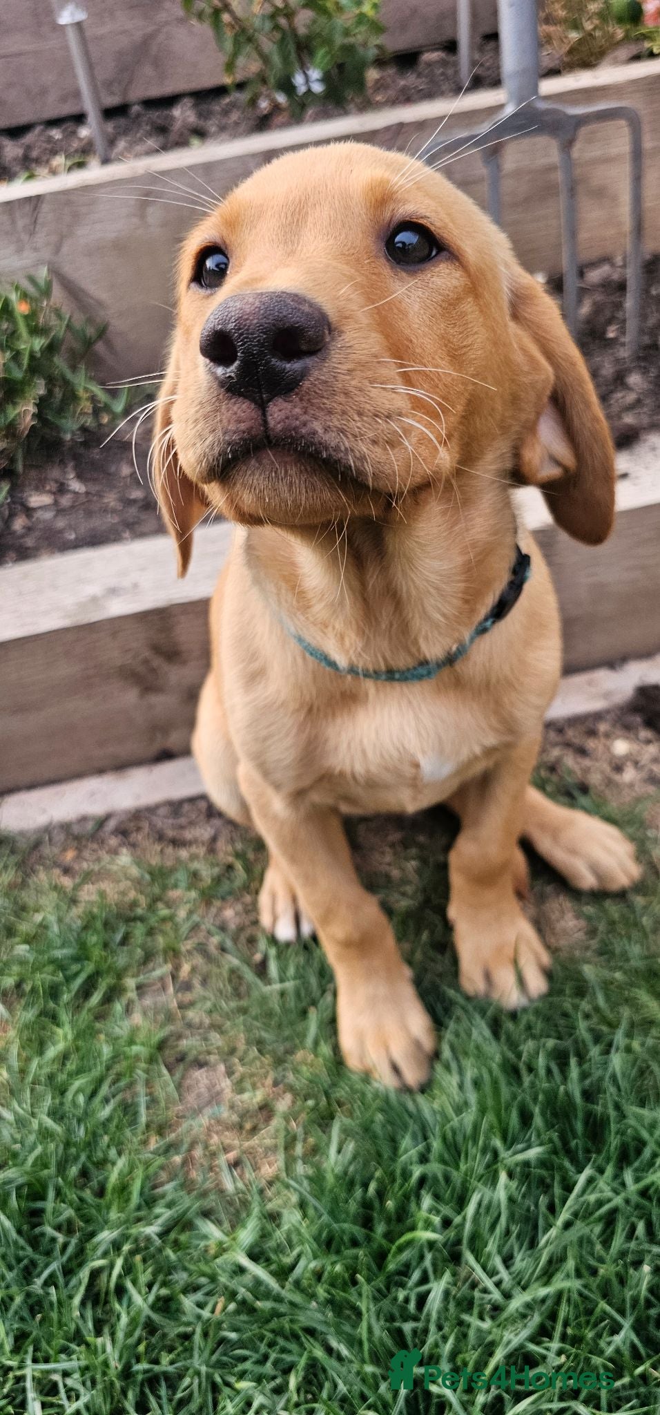 Labrador Retriever dogs FOX RED LABRADOR PUPPIES READY NOW - Advert 2