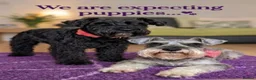 Miniature Schnauzer dogs for sale: We are expecting! Black Mini Schnauzer Pups! - Advert 1