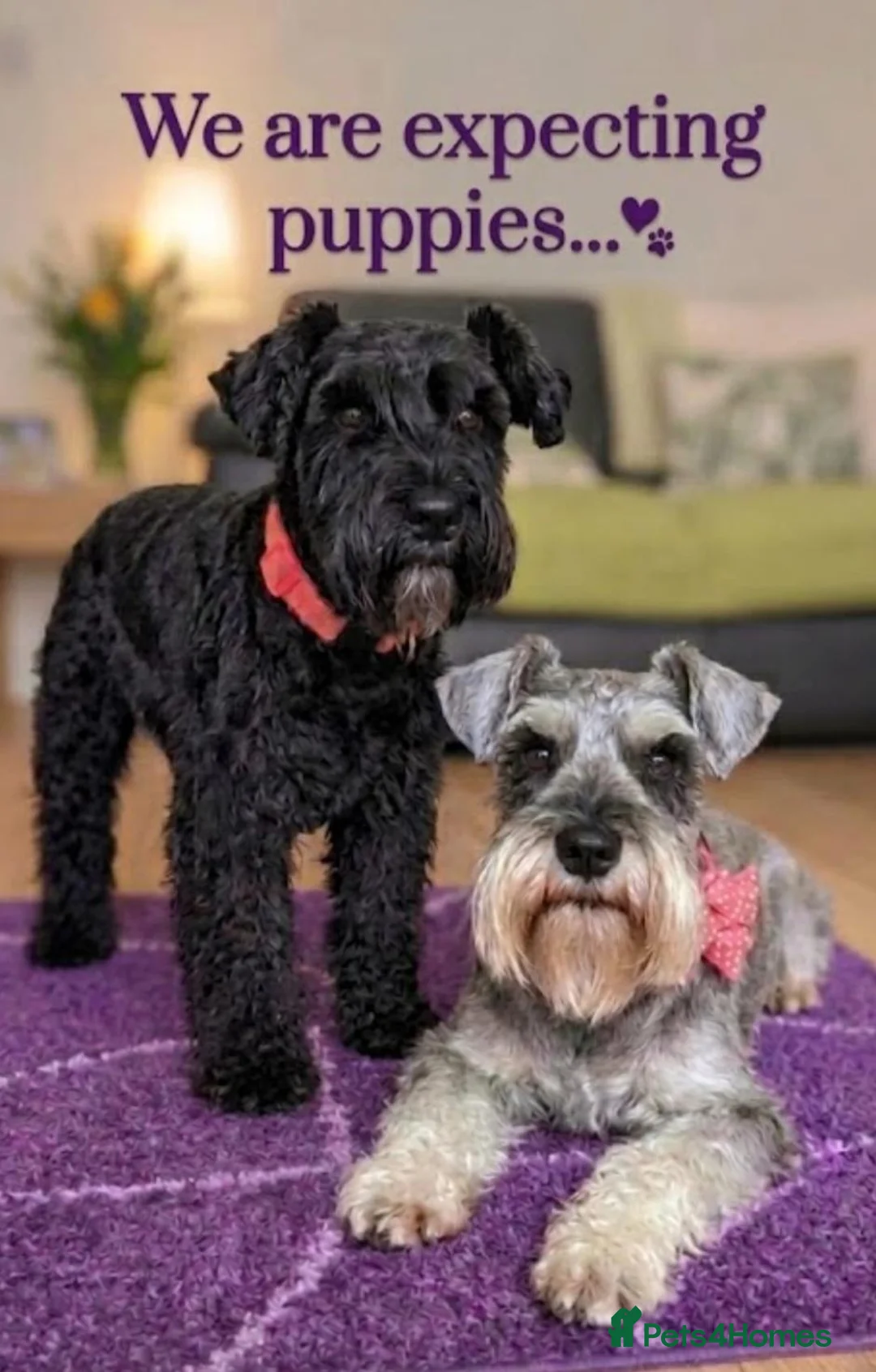 Miniature Schnauzer dogs for sale: We are expecting! Black Mini Schnauzer Pups! - Advert 1