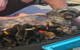 Mixed Breed dogs for sale: Shih tzu x cockerspaniel puppies  - Image 11