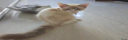 Ragdoll cats for sale: 3 Cute Ragdoll kittens - Advert 13