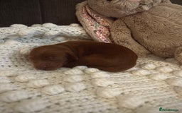 Cockapoo dogs for sale: Gorgeous Fox red F1B cockapoos - Image 20