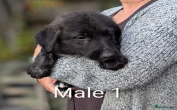 Irish Wolfhound dogs for sale: Wolfhound/Deerhound pups - Image 2