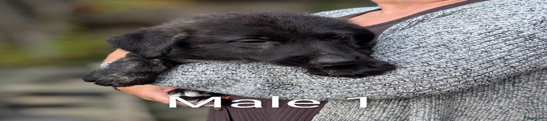 Irish Wolfhound Puppy 1