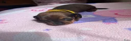 Miniature Dachshund dogs for sale:  Miniature Dachshund Puppies 🐾 in Newton Abbot - Advert 8