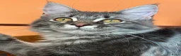 Maine Coon cats for sale: Beautiful GCCF Registered Maine Coon Kittens - Advert 3