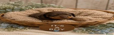 Miniature Dachshund Puppy 2