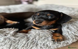 Miniature Dachshund dogs for sale: Mini miniature dachshund puppies  - Image 17