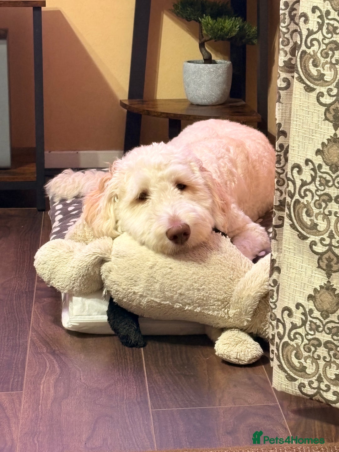 Labradoodle dogs for sale: Male Labradoodle - Advert 4
