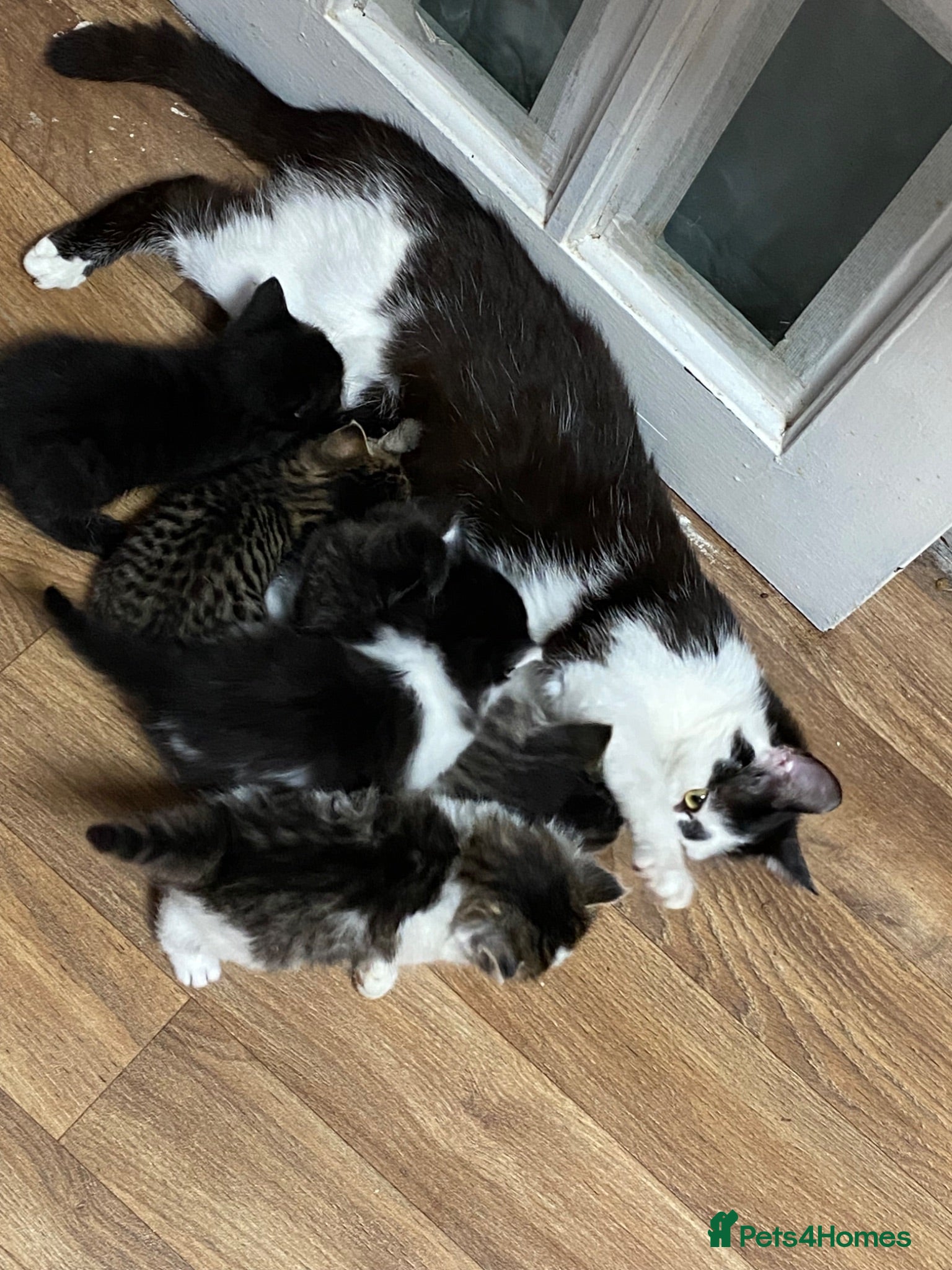 Mixed Breed cats Three kittens  looking for good homes  - Advert 10