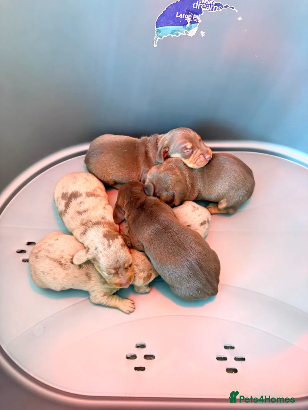 Dachshund dogs for sale: Dachsuand  - Advert 2