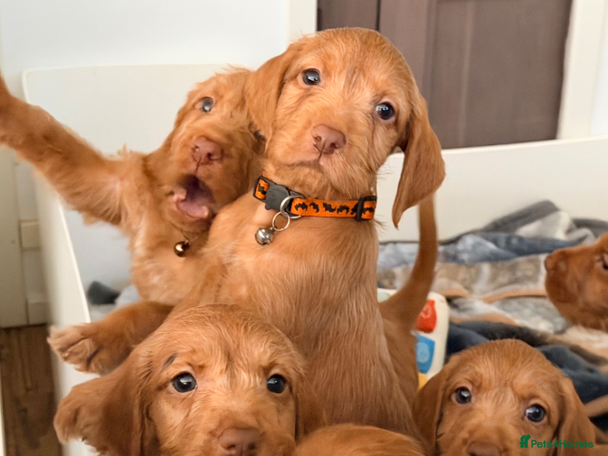 Hungarian Vizsla dogs Wirehaired Hungarian Vizsla 💕 - Advert 2