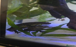 Newt reptiles for sale: Sharp ribbed newts  - Image 1