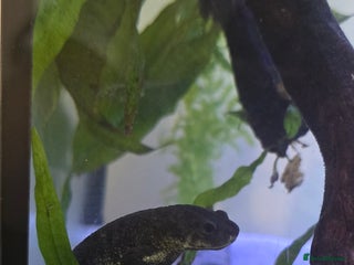 Newt reptiles for sale - Advert 1