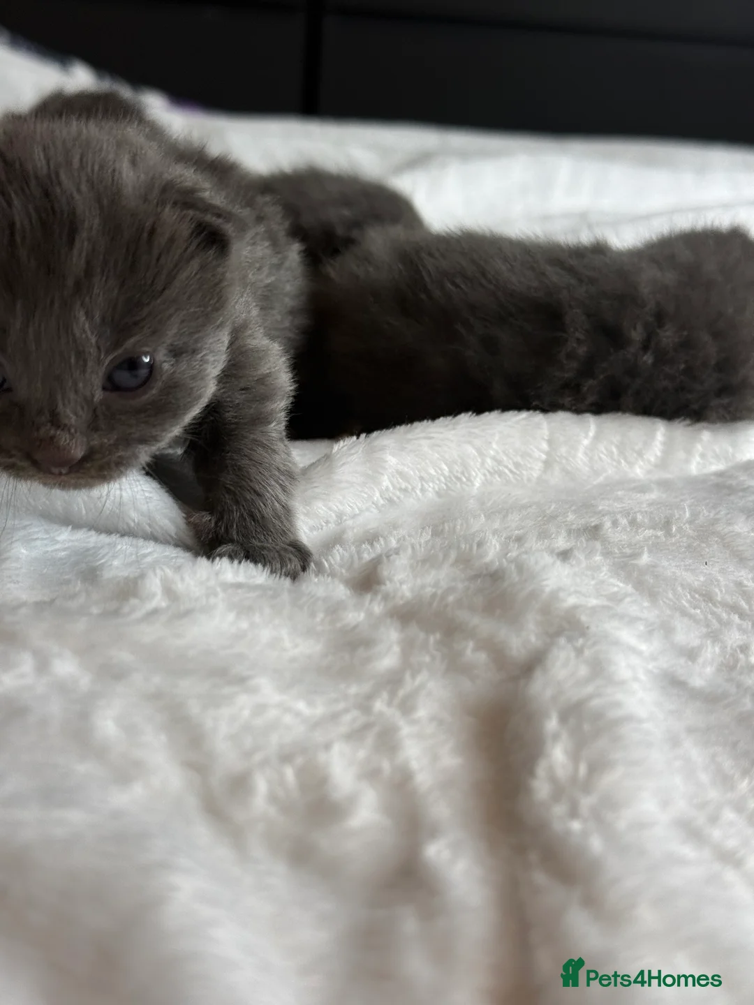 British Shorthair cats for sale: Our British Shorthair Grey Kittens  - Advert 25