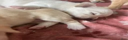 Chihuahua dogs for sale: Cream long hair male  in Gosport - Advert 7