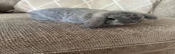 Mini Lop rabbits for sale: Mini lop babies  - Advert 4