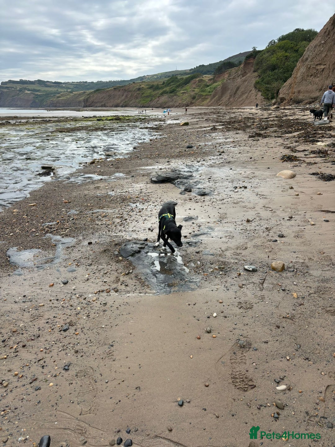 Mixed Breed dogs for adoption: 💙🐶 CORNISHON 🐶💙 - Image 18