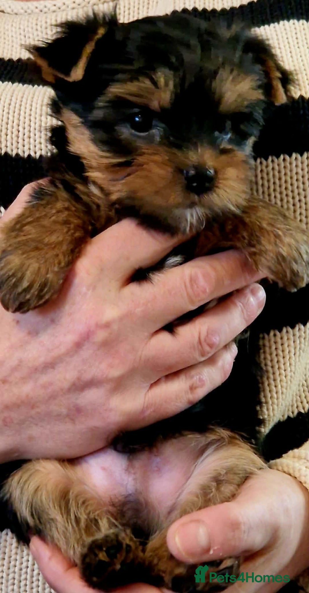 Yorkshire Terrier dogs for sale: Beautiful Quality Yorkshire Terrier Litter  - Advert 14