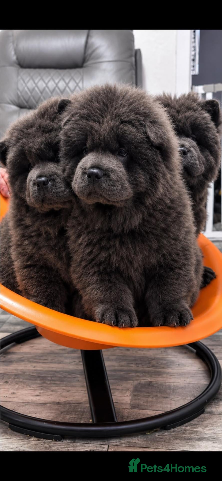 Chow Chow dogs  Ready Now Blue Chow Puppy's 💙💓 - Advert 9