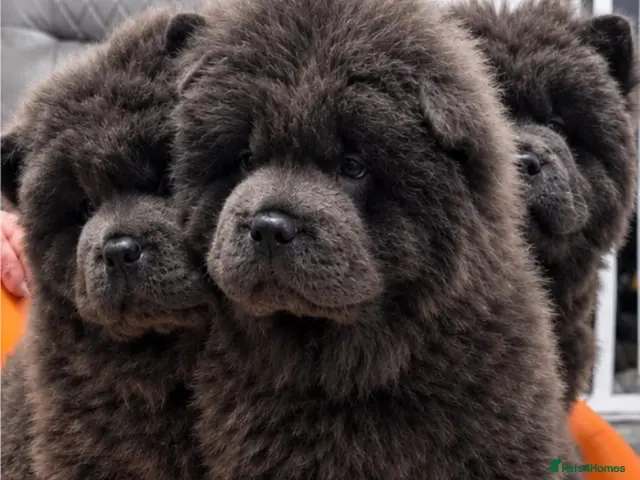 Chow Chow dogs for sale: Ready Now Blue Chow Puppy's 💙💓 - Advert 18