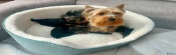 Yorkshire Terrier dogs for sale: KC registered pedigree Yorkshire Terrier - Advert 10
