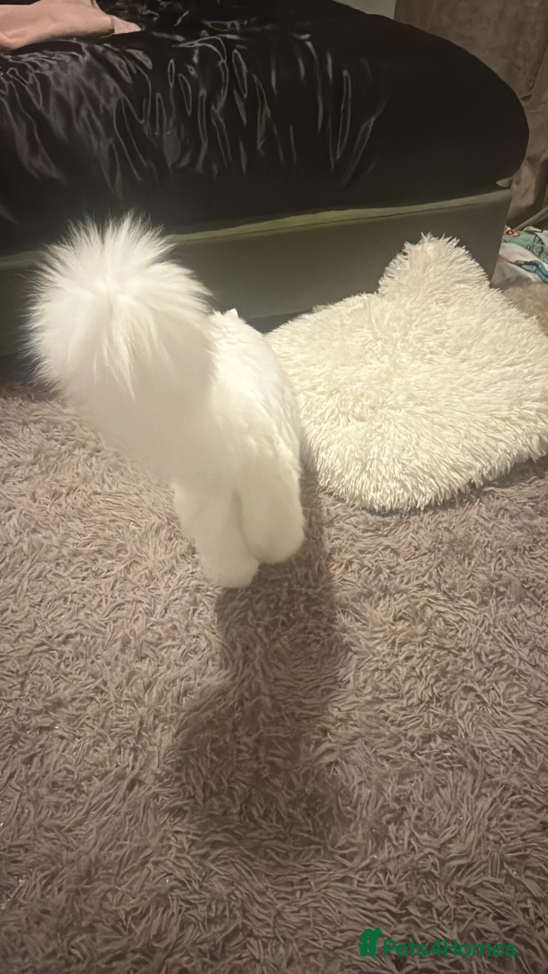 Persian cats for sale: Persian Cat For Adoption FREE in Manchester - Advert 2