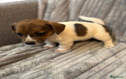 Jack Russell dogs for sale: Pure bred merle short legged jack Russell  - Image 5