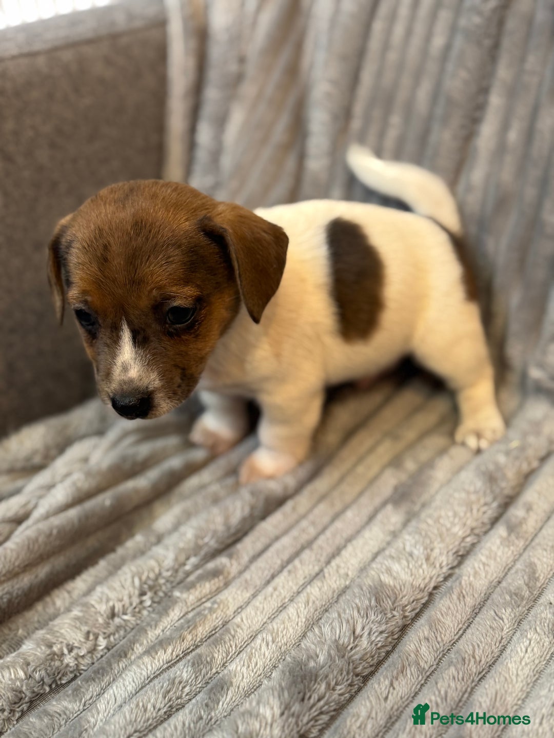 Jack Russell dogs for sale: Pure bred merle short legged jack Russell  - Image 5