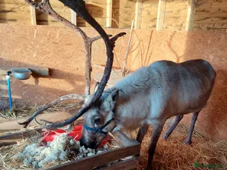 Mixed Breed livestock Reindeer - Advert 1