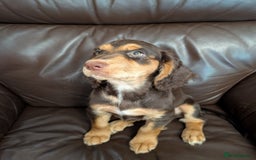 Cocker Spaniel dogs for sale: 3 Girls Looking For Loving Homes - Image 3