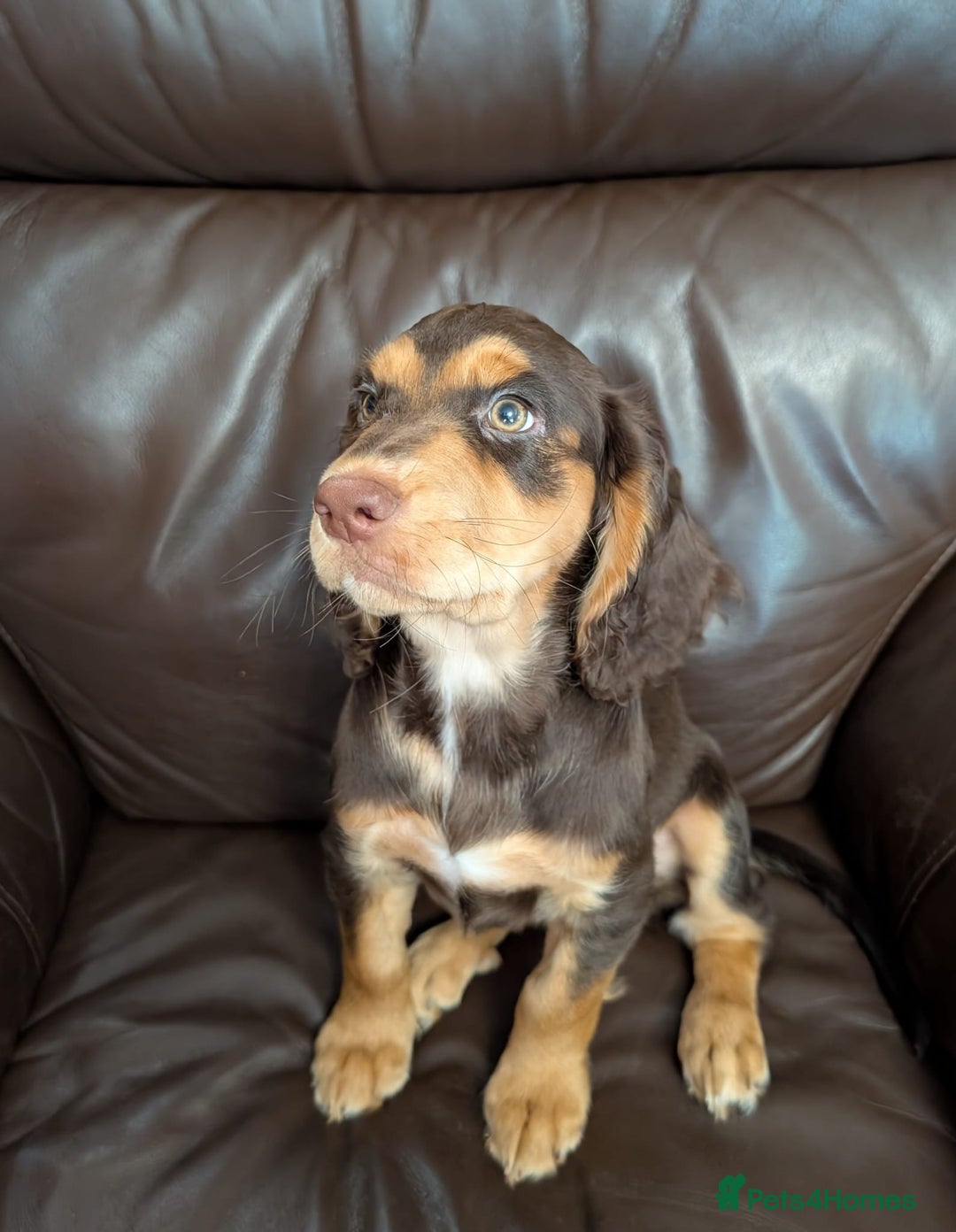 Cocker Spaniel dogs for sale: 3 Girls Looking For Loving Homes - Image 3