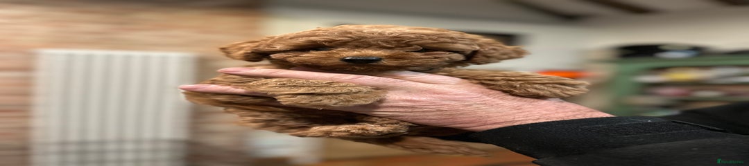 MINIATURE POODLE PUPPY 5 ROCKY 