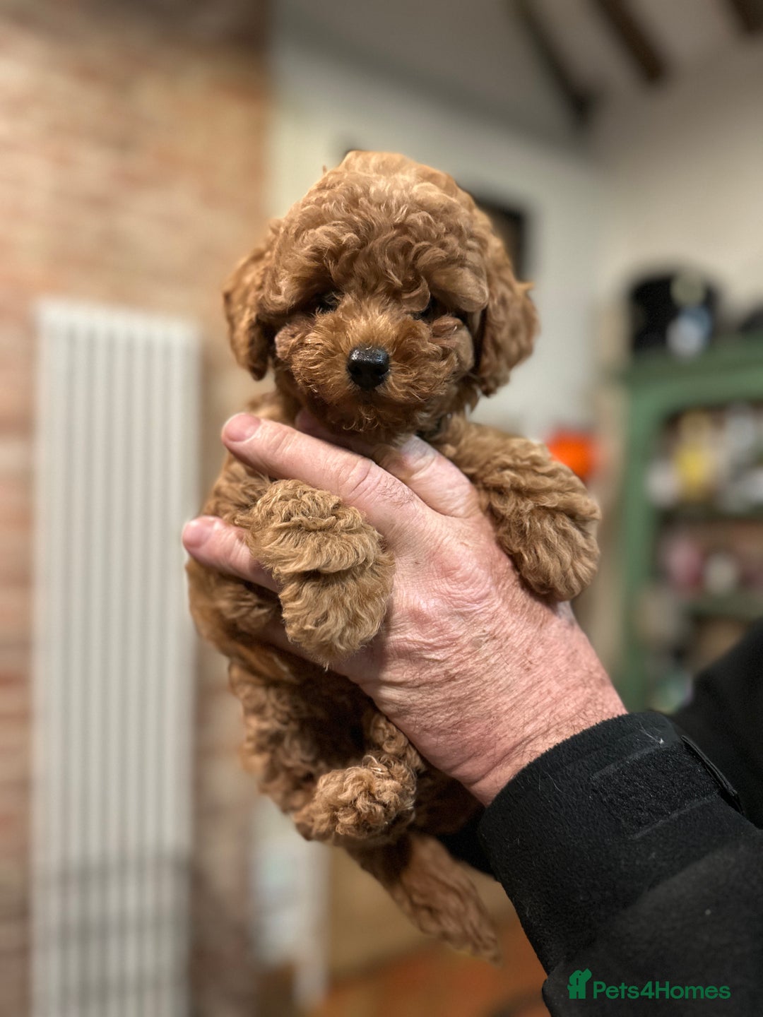 Mixed Breed dogs for sale: 5 BEAUTIFUL POODLE PUPPIES ONE GIRL 4 BOYS  - Advert 6