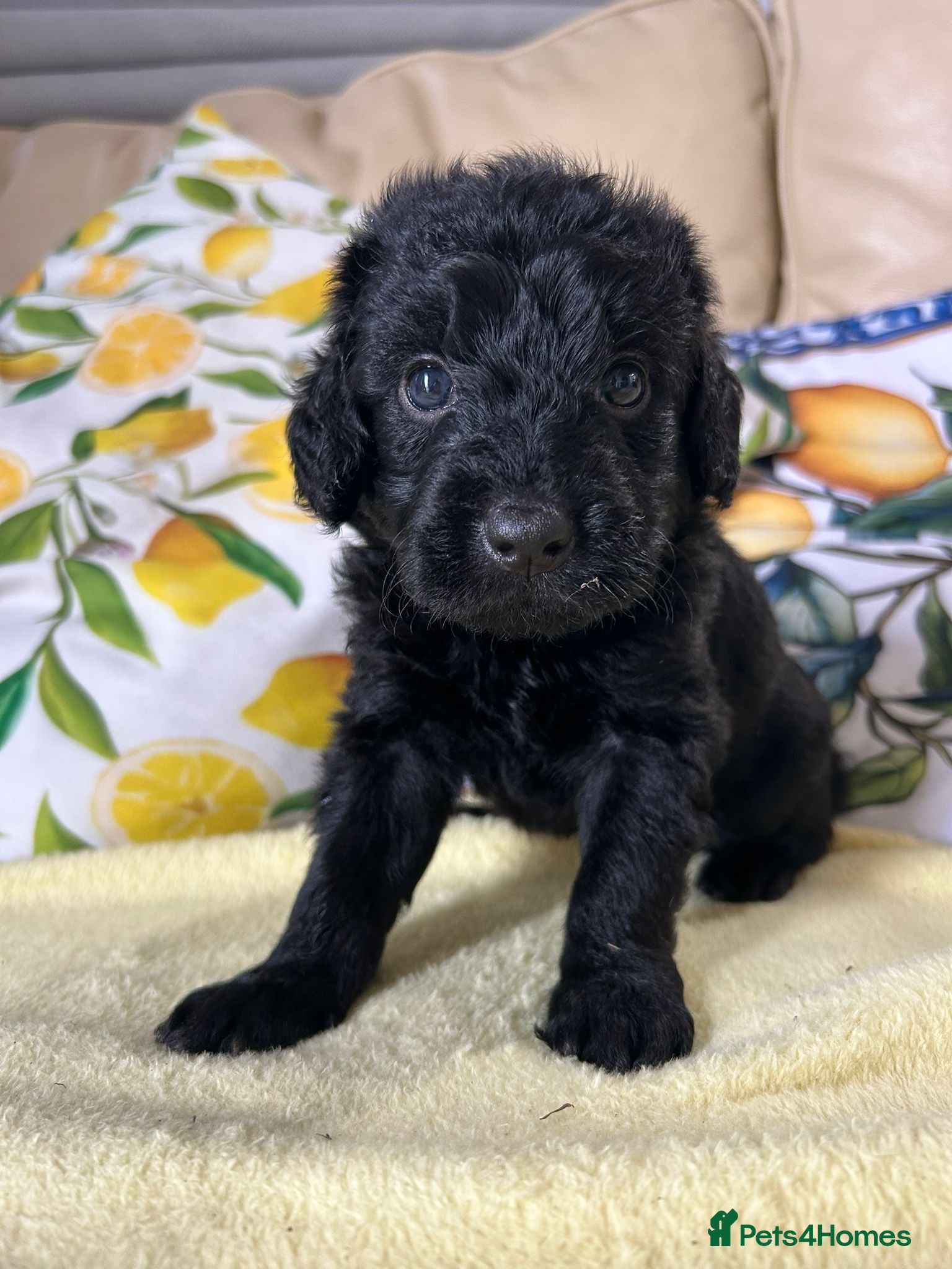 Labradoodle dogs 🌟Stunning Miniature Labradoodle Pups🌟 - Advert 4