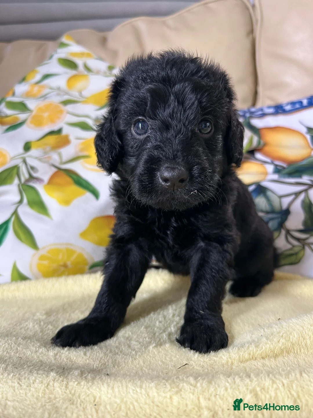 Labradoodle dogs for sale: 🌟Stunning Miniature Labradoodle Pups🌟 - Advert 1