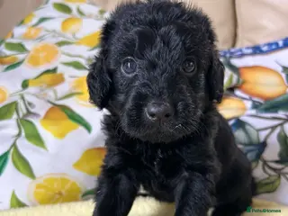 Labradoodle dogs 🌟Stunning Miniature Labradoodle Pups🌟 - Advert 4