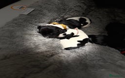 Cocker Spaniel dogs for sale: 🐾 🌼 Helianthmum Working Cocker Spaniels🌼 🐾 - Image 4