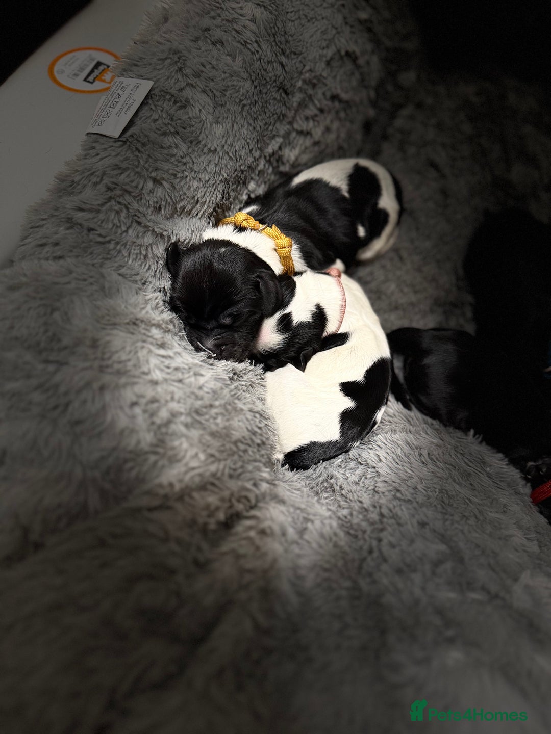 Cocker Spaniel dogs for sale: 🐾 🌼 Helianthmum Working Cocker Spaniels🌼 🐾 - Image 4