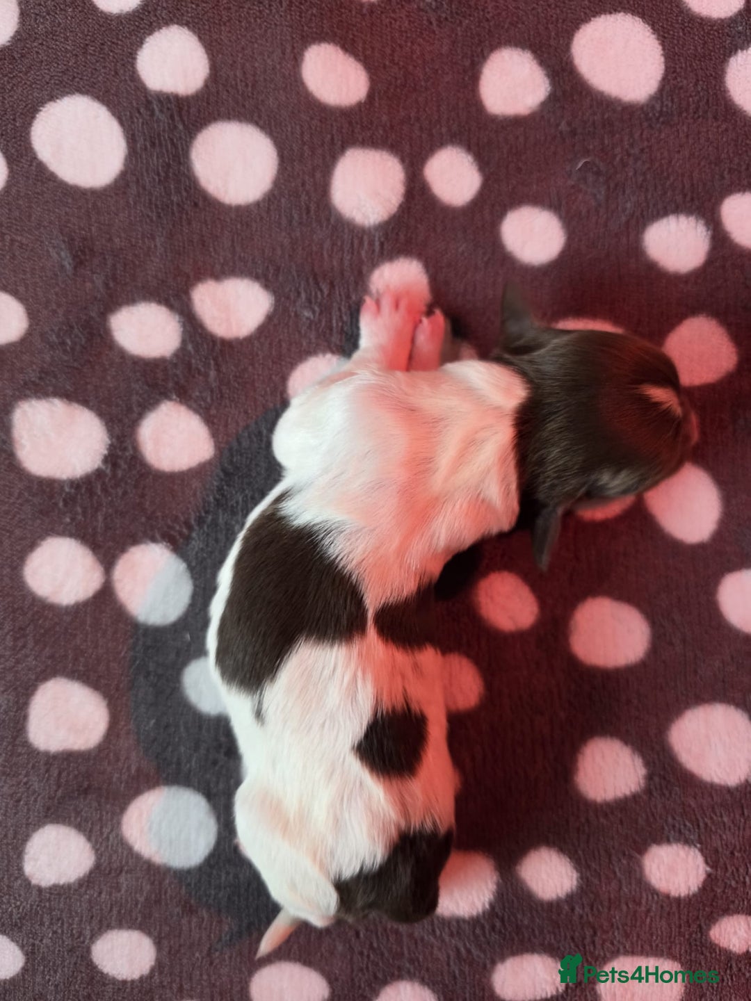 English Springer Spaniel dogs for sale: KC registered English Springer Spaniel puppies - Image 14