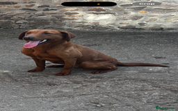 Labrador Retriever dogs for sale: Fox Red /  Mahogany Labradors  - Image 6